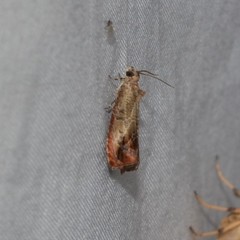 Olethreutes hamameliana