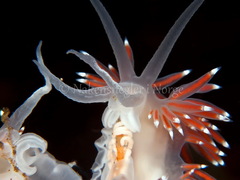 Coryphella