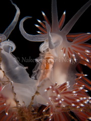 Coryphella