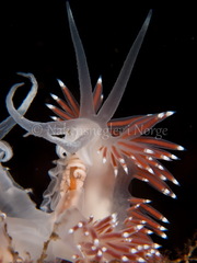 Coryphella