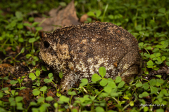 Breviceps gibbosus