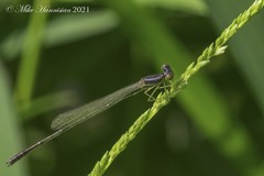 Enallagma dubium