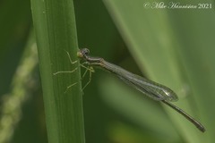 Enallagma dubium