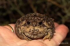 Breviceps gibbosus