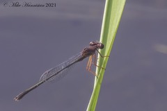 Enallagma dubium