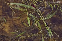 Enallagma dubium