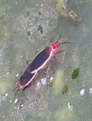 Hesperolabops gelastops