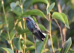 Cynanthus latirostris