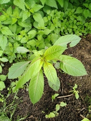 Impatiens glandulifera