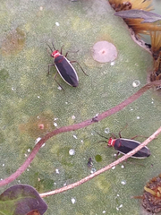 Hesperolabops gelastops