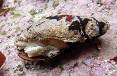 Atrimitra idae