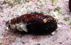 Atrimitra idae