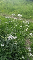 Anthriscus sylvestris