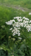 Anthriscus sylvestris