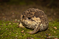 Breviceps gibbosus