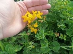 Lotus corniculatus