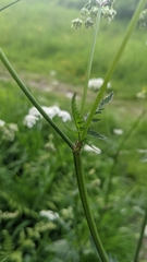 Anthriscus sylvestris
