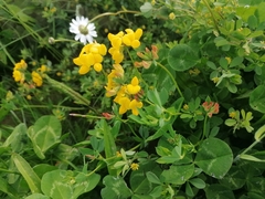 Lotus corniculatus