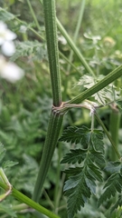 Anthriscus sylvestris