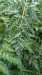 Anthriscus sylvestris