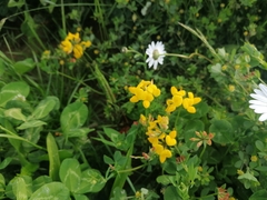 Lotus corniculatus