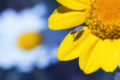 Metopoplax fuscinervis