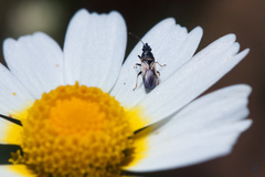 Metopoplax fuscinervis