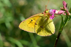 Colias myrmidone