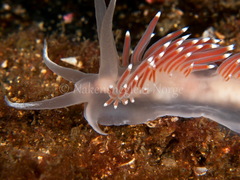 Coryphella