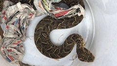 Bitis arietans arietans