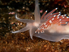 Coryphella