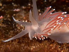 Coryphella