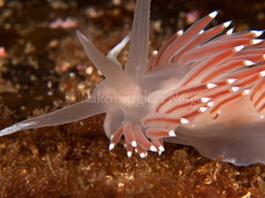 Coryphella