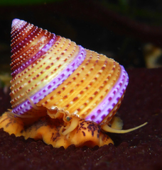 Calliostoma annulatum