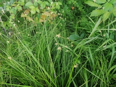 Carex brizoides
