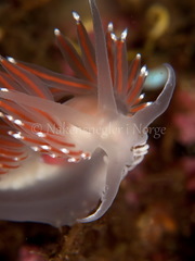 Coryphella