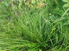 Carex brizoides