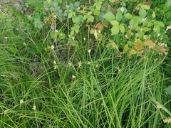 Carex brizoides