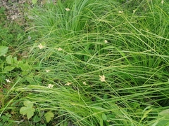 Carex brizoides