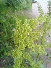 Rumex confertus