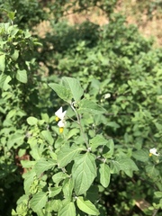 Solanum nigrescens