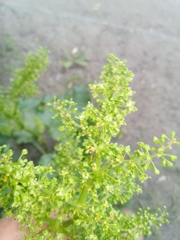 Rumex confertus