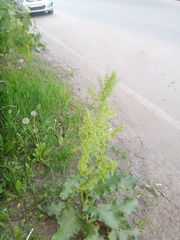 Rumex confertus