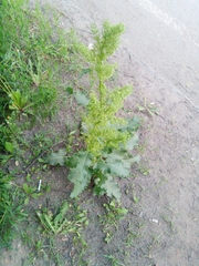 Rumex confertus