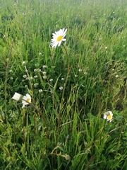 Leucanthemum vulgare