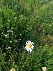 Leucanthemum vulgare