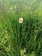 Leucanthemum vulgare