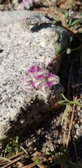 Calyptridium monospermum