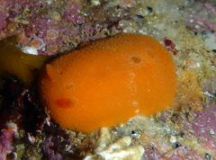 Aldisa sanguinea