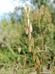 Polygala monspeliaca
